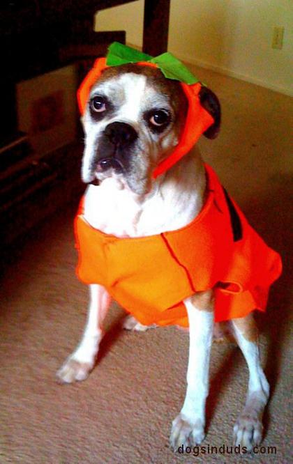 boston terrier pumpkin dog costume halloweenie