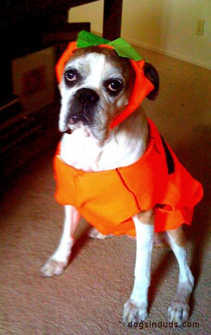 The great Pumpkin boston terrier pumpkin dog costume halloweenie