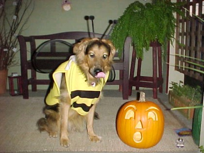 buddy as a bee