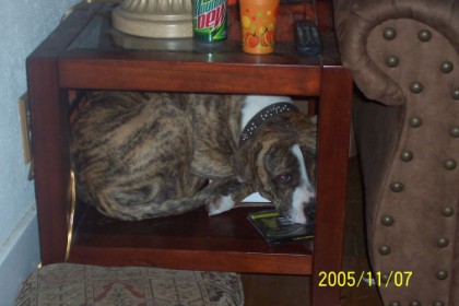 buster is in hiding
