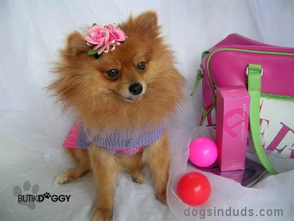 pomeranian dogs in duds for dogs who like to dress up christmas pagent costume