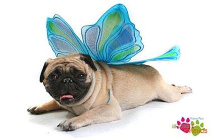 http://www.dogsinduds.com/pictures/butterfly.jpg