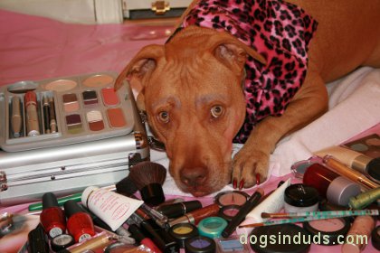 female rot wiler, dog make-up, dog make over, dog wearing make up, mac cosmetics