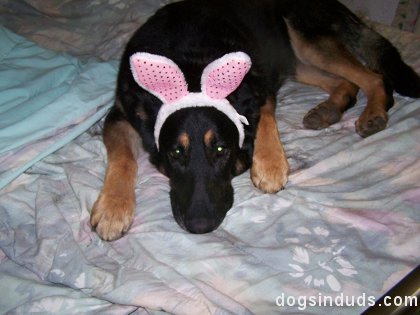 callaghan, dog, shepard, german shepard, cutem bunny, bunny ears, easter, funny, pictures, pics