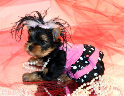 candie cane