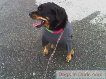 Carla wearing a dog sweater