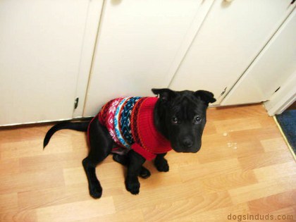 sharpei puppy mix