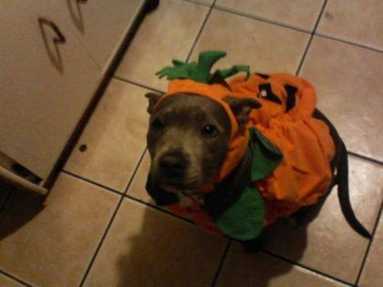 chanel the pumpkin