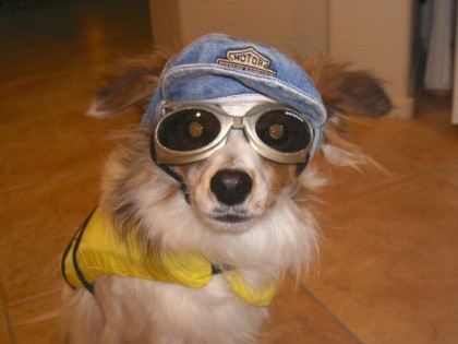 chester the snappy dresser