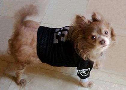 chewbacca