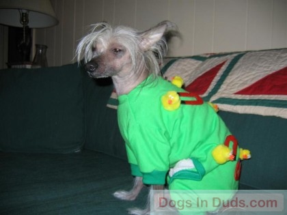 funny pictures of dogs in costumes. Funny dog costume