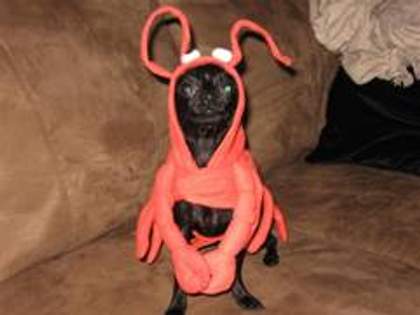 crab people