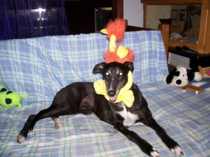 crazy blazey