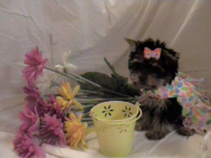 cupcake the yorkie
