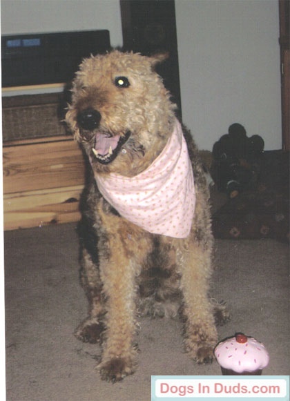 Lucy the funny airedale