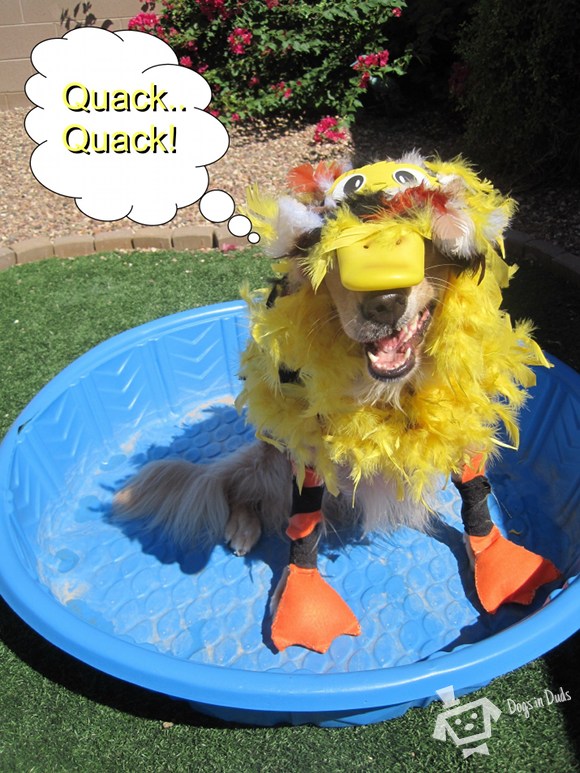 duck costume, funny animal costume, dog costume