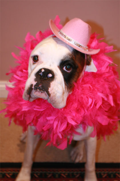 Dogs Pictures With Names. Here are unique dog names for