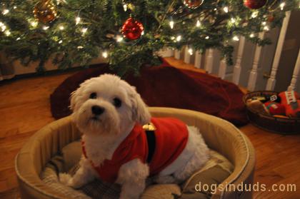 Christmas  Pictures on Maltese   Dogs In Duds For Dogs Who Like To Dress Up