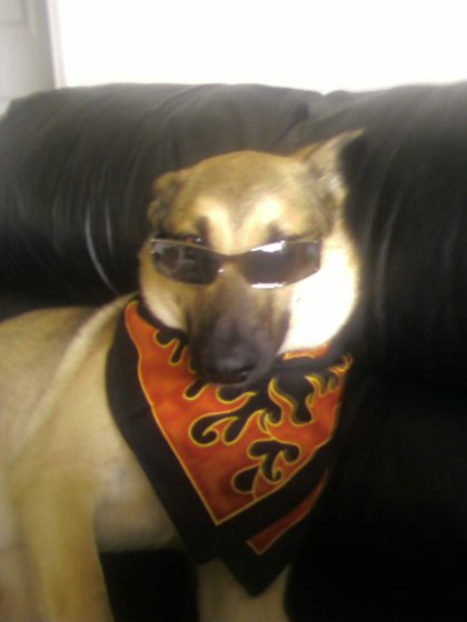 dog diggy