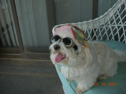 Kriket in doggles