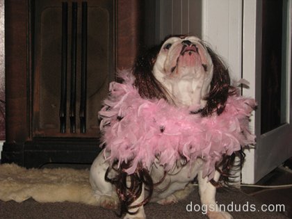 english bull dog, bulldog, cute, dog tutu, dress, dog clothes, dogs in wigs