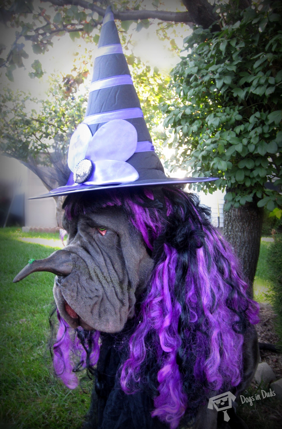 neo mastiff, bull mastiff, dog halloween costume, witch costume, dog witch costume