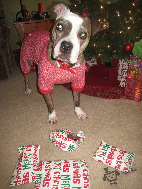 pit bul, dog pajamas, poochamas, christmas gifts, dog, christmas, gifts for dogs