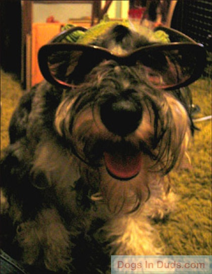 Donkey In Glasses