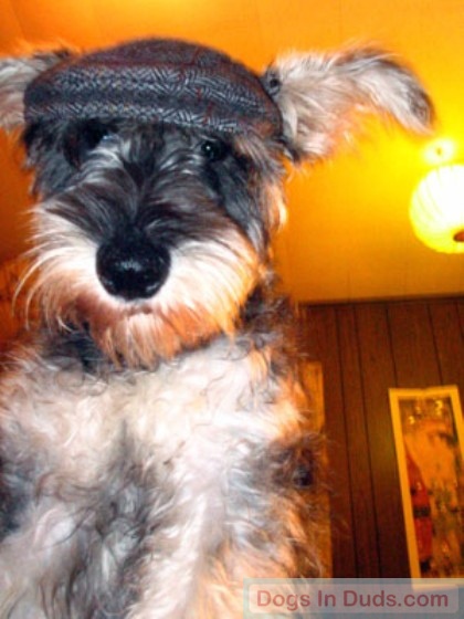 Donkey wearing a doggy hat. Funny picture.