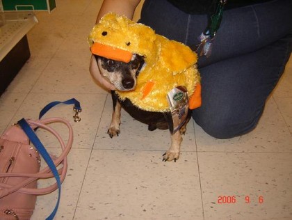 major in a duck costume