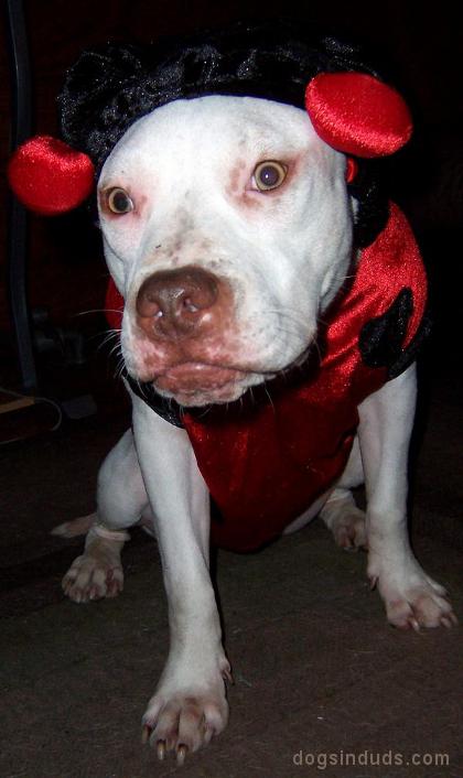 golden retriever mixed with pitbull. ladybugs, pit bull mix,