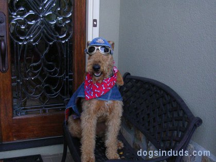 aridale terrier, terrier, dog bike, dogs on mororcycles, dog goggles, funny