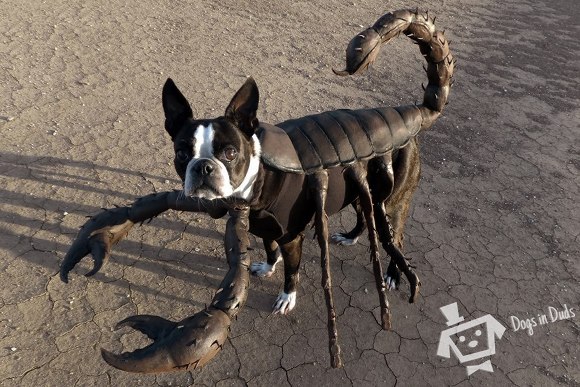 scorpion costume