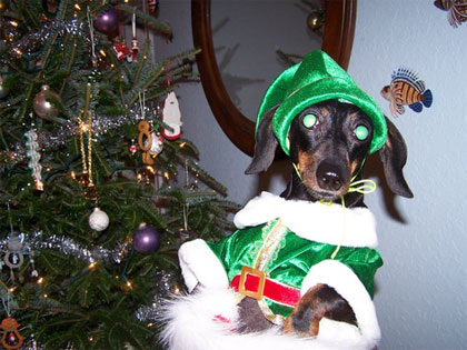 lil sister the elf