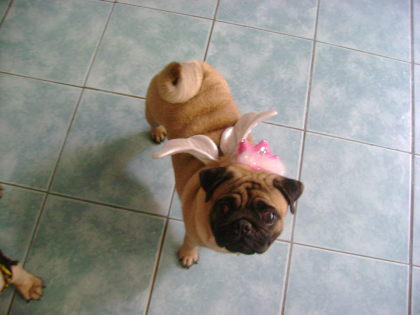 The Fairy Pug. the fairy pug funny pug pictures. The Fairy Pug. the fairy pug