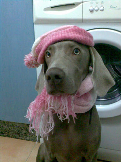 fancy chien