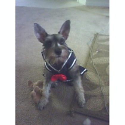 febe all dressed up