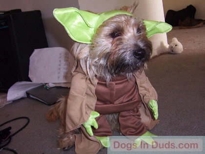 finlay_yoda.jpg