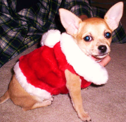 phoebes first christmas