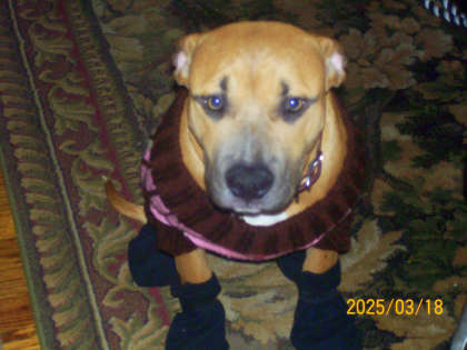 ginger in a dress