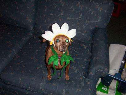 ginger as a daisy