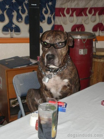 dog glasses, dog wearing glasses