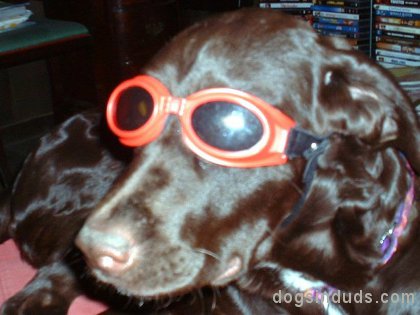 dog goggles, doggles, lab, black dog