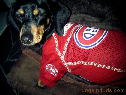 montreal canadians, hockey playoffs, game seven, habs, weenie, weiner dog, daschound, hockey jersey