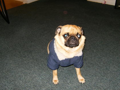 cupcake in a coat