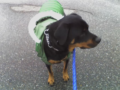 gunny in a vest
