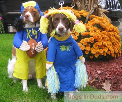 funny dogs dressed up. Gunner and Roxie dressed up in