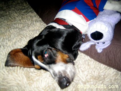 dogs with teddy bears, dog bear, dog toys, shit eating grin, troll face bear