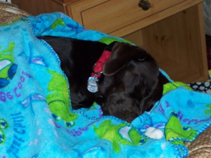 harley taking a nap