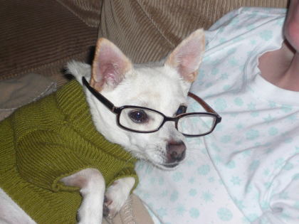 one educated dog